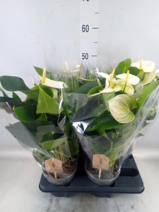 <h4>Anthurium andr. 'Cocos'</h4>