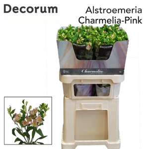 Alstr Florinca Charmelia Pink Extra