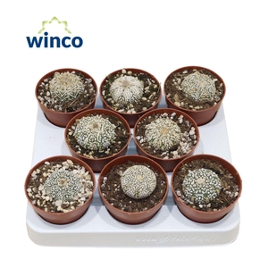 Astrophytum Super Kabuto