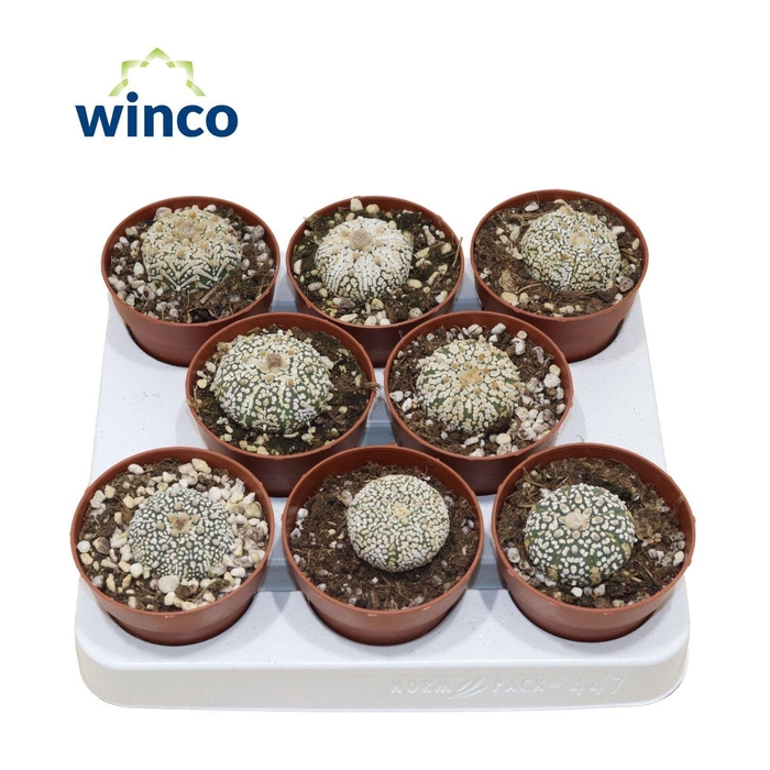 <h4>Astrophytum Super Kabuto</h4>