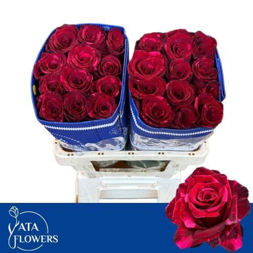 <h4>R GR RED PANTHER</h4>