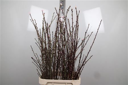 <h4>Prunus Pink</h4>