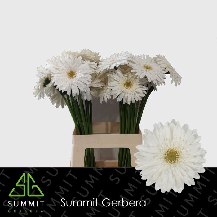 <h4>Gerbera Swanlake Lang Gelijk 56cm Water x40</h4>