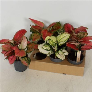 Aglaonema Special Mix