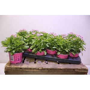 Myos Sy Mon Ami Pink