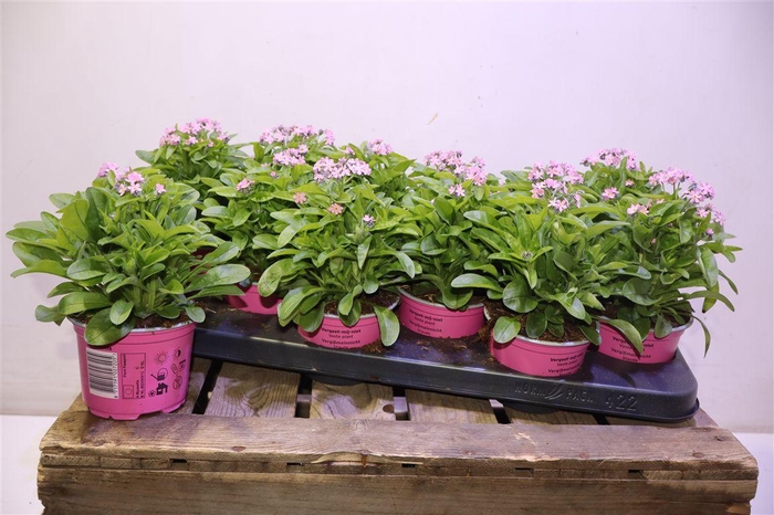 <h4>Myos Sy Mon Ami Pink</h4>