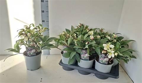 <h4>HELL VIV VALERIA</h4>