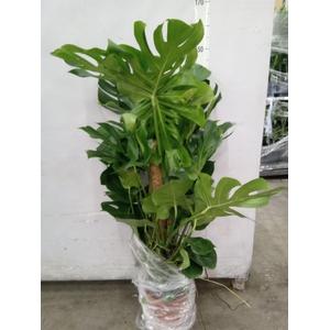 Monstera delic.