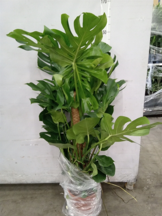 <h4>Monstera delic.</h4>