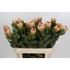 Protea Grandicolor