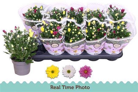 <h4>Chrys Gem In Pot</h4>