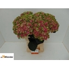Hydrangea mag amethyst