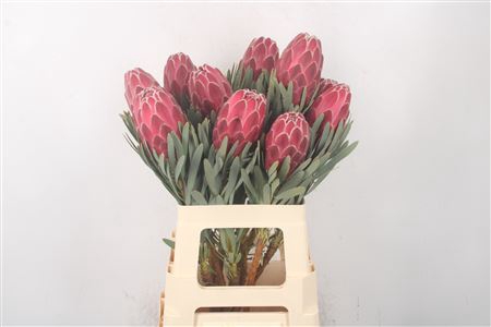 <h4>Protea Venus</h4>