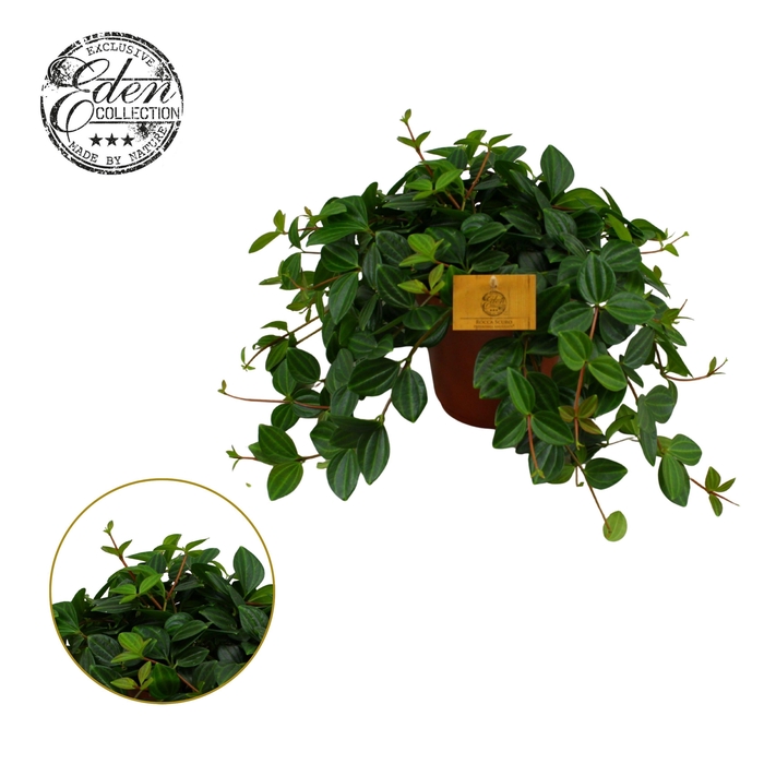 <h4>Peperomia Angulata Rocca Scuro 15cm</h4>