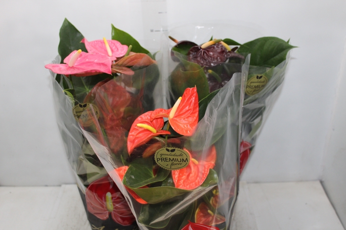 <h4>ANTHURIUM VARIADO P17 PREMIUM</h4>