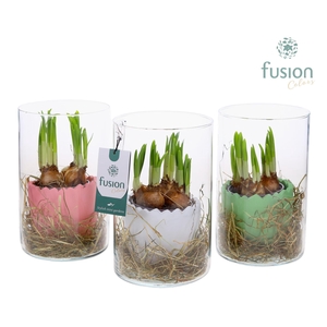 Glas Cilinder vaas met keramiek pot met Narcissus