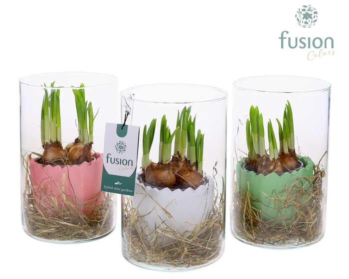 <h4>Glas Cilinder vaas met keramiek pot met Narcissus</h4>