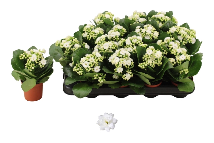 <h4>KAL GE DON DIONE</h4>