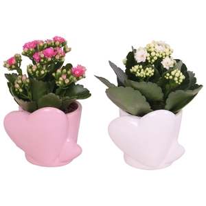 Mothersday Arr. Indoor Ceramic Heart Pot Pink/White Ø10cm 1PP