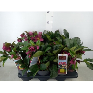 Helleborus   ...