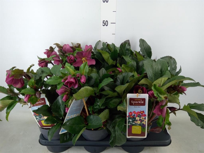 <h4>Helleborus   ...</h4>