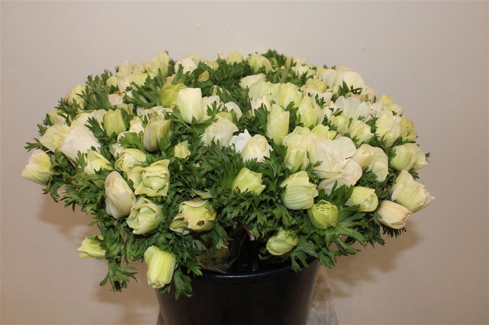 <h4>Anemoon White</h4>