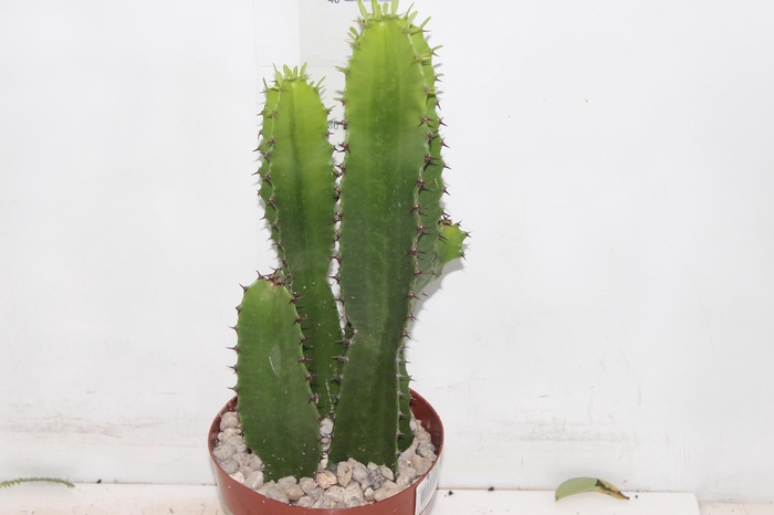 <h4>CACTUS EUPHORBIA MANDACARU P17</h4>