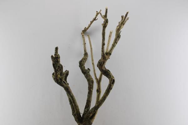 <h4>Seringenstronk</h4>