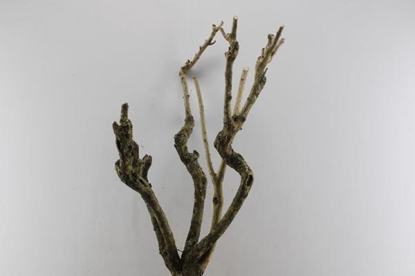 <h4>Seringenstronk</h4>