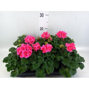 Pelargonium zona.   ...F1