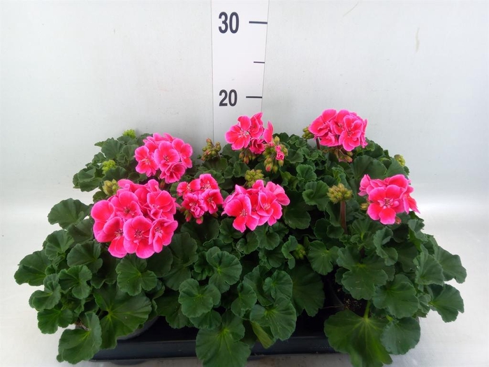 <h4>Pelargonium zona.   ...F1</h4>