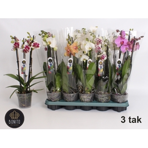 PHAL GEM 5 KL