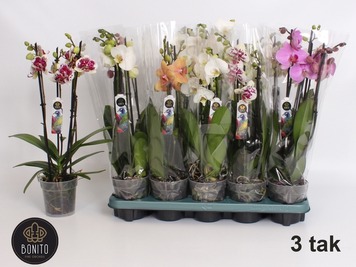 <h4>PHAL GEM 5 KL</h4>
