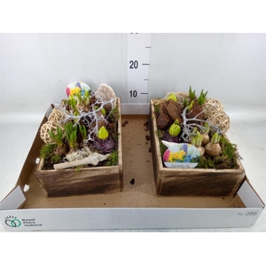 Arr.   Bol/Knolgewas L%