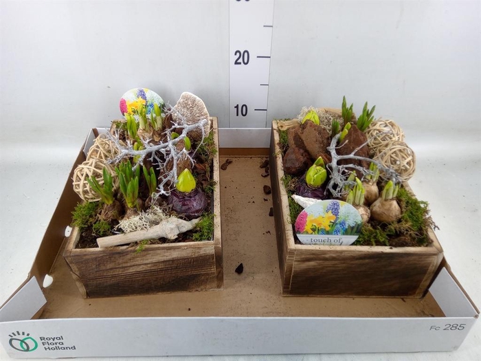 <h4>Arr. Bol/Knolgewas L%</h4>