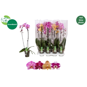PHAL EL CASCADE