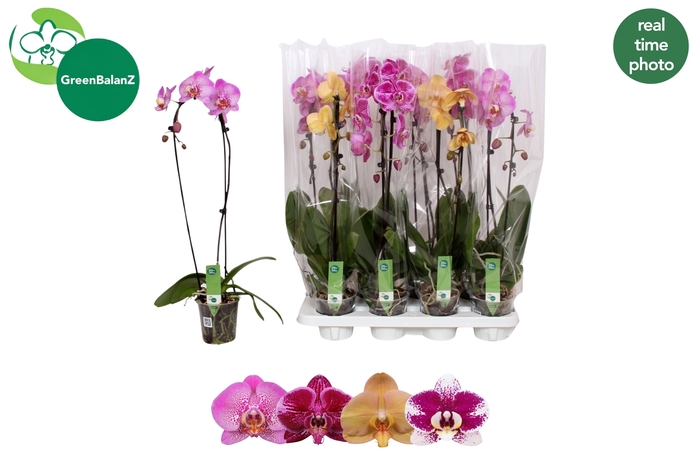 <h4>PHAL EL CASCADE</h4>