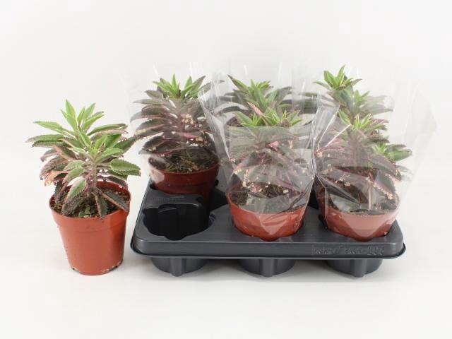 <h4>KALANCHOE DAIGREMONT</h4>