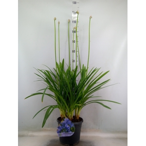 Agapanthus TR 'Dr. Brouwer'