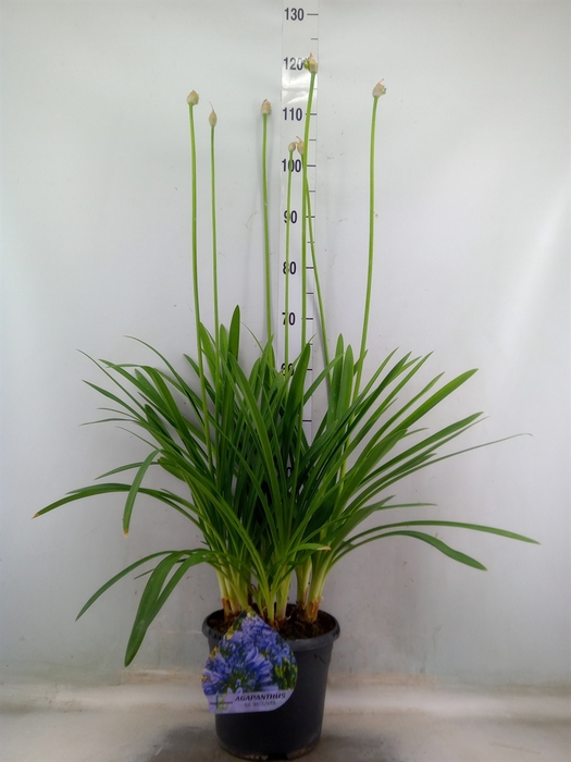 <h4>Agapanthus TR 'Dr. Brouwer'</h4>