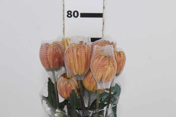 <h4>ANASTASIA DARK FUEGO 080 CM</h4>