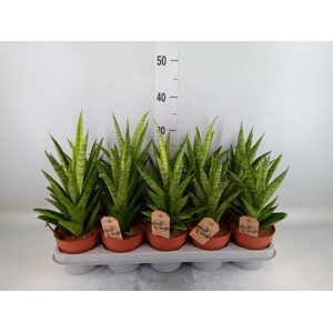 Sansevieria cyl.  ...