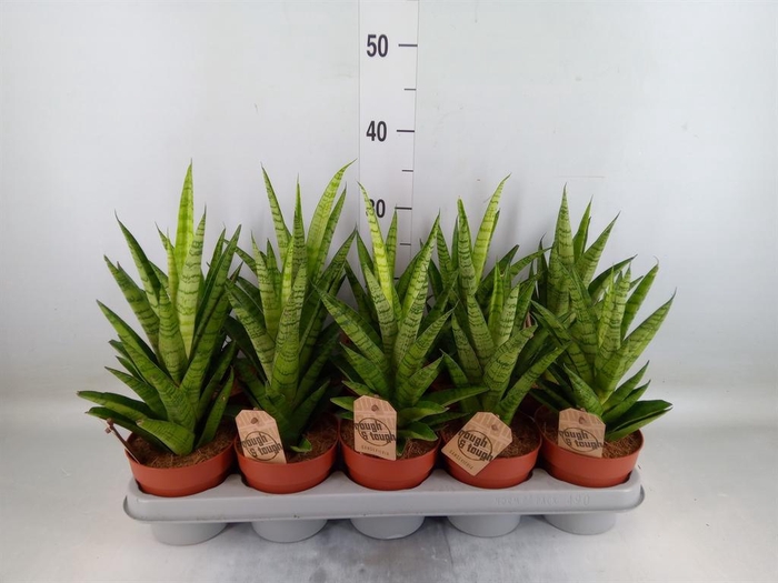 <h4>Sansevieria cyl. ...</h4>