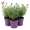 Lavandula Anouk