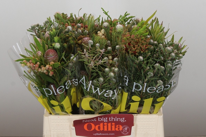 <h4>Kaaps Groen Cone Mix</h4>