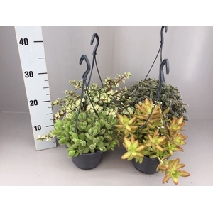 Succulenten Mix