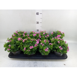 Pelargonium gran.   ..