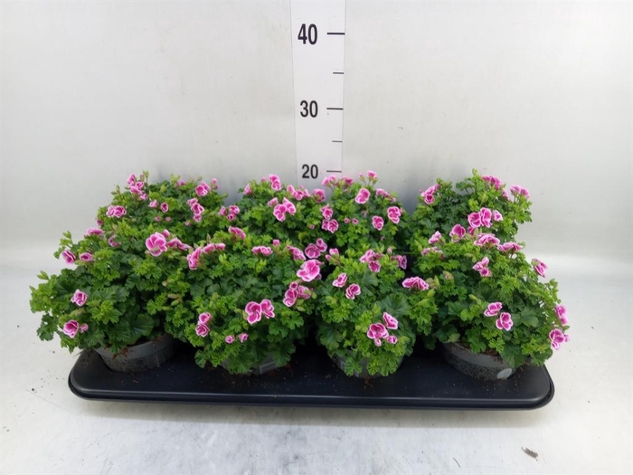 <h4>Pelargonium gran.   ..</h4>