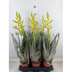 Tillandsia oerstediana
