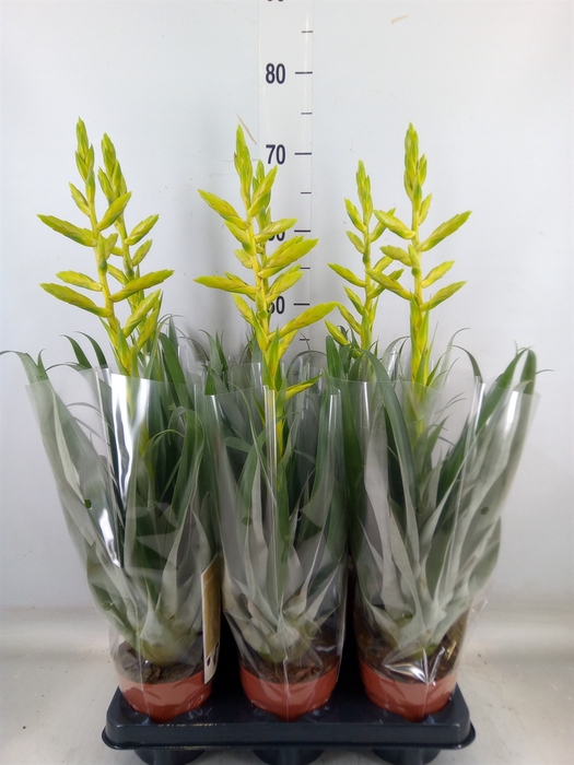 <h4>Tillandsia oerstediana</h4>